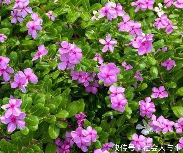 5种好养的花，栽到院子里，花期开成花海！