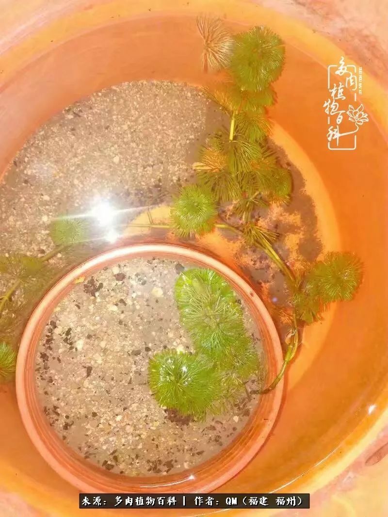 寒山转苍翠,秋水日潺湲——多肉未央,睹物思人!