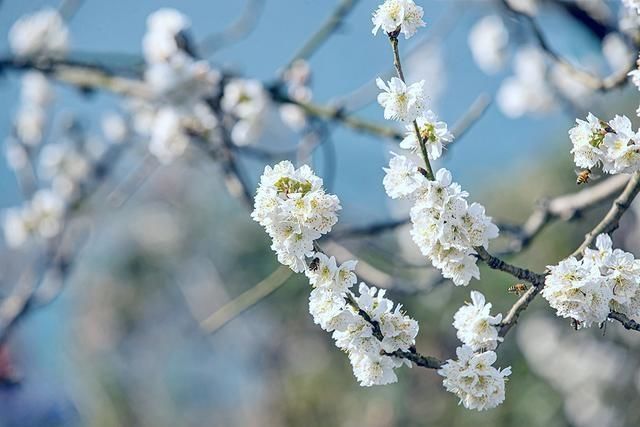 老年|忠州大地：樱桃花开如白雪