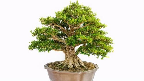 养好黄杨下山桩，重点是做好假植促根阶段的工作，才能提高成活率