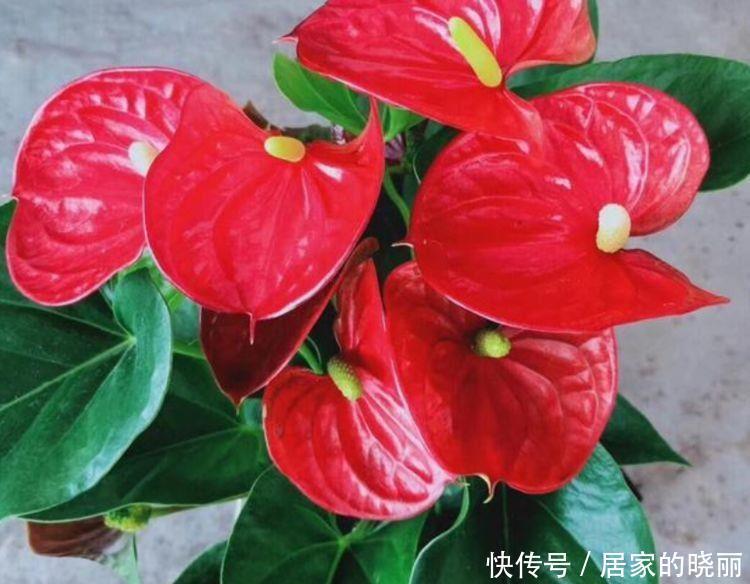4种花,花大色艳很漂亮,家里养一盆,朋友很羡慕