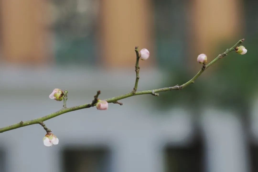 古城|春到同济！太（you）爱（fu）了（li）！