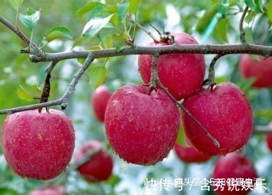 专家建议|每日吃个苹果,能润肠通便、防癌,养生专家建议两个时间吃最好