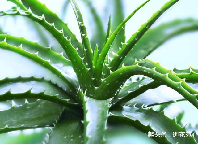 芦荟能不能放在客厅,可以放在这几个位置,效果非常不错