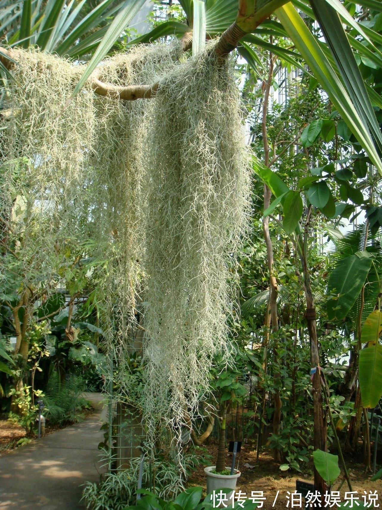 5种客厅“懒人花”,耐阴又耐旱,天天不管它,挤出满盆大笋芽