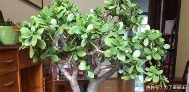 3种“便宜花”这样养一养,一年变“老桩”,开花千朵还“镇宅”