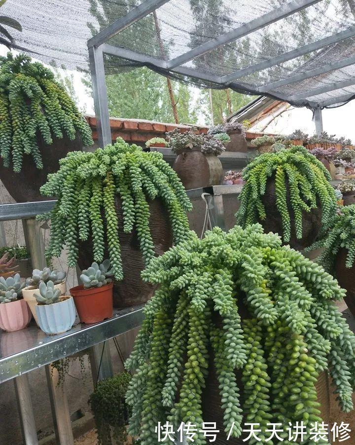 爸妈不在家,我在院子里疯狂种多肉,倍儿爽