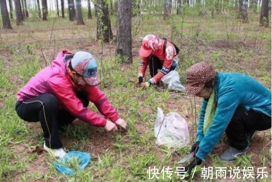 亲爱的|如果在农村遇到它，只采摘叶子便好，别挖它的根，它很珍贵