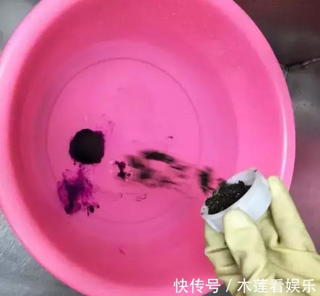 叶子|玉树金钱树,叶子一夜掉光,根软要倒掉,再不救就剩下盆了!