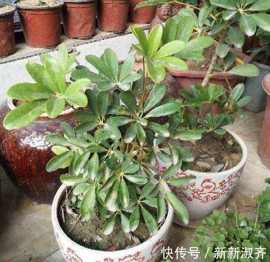 养花就用它做花肥,半年追加一次,比柳枝水、阿司匹林实用