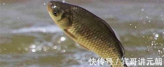 鱼类|鱼不咬钩就不钓了记牢鱼儿这四个习性,半个小时就能钓满渔护