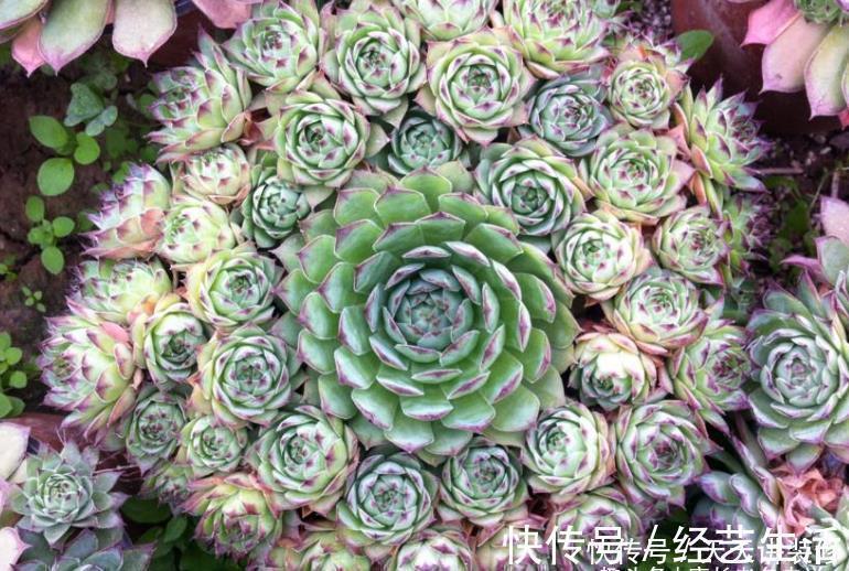 养多肉我一般不建议施肥,但这种多肉适当地施肥却可以养得更好