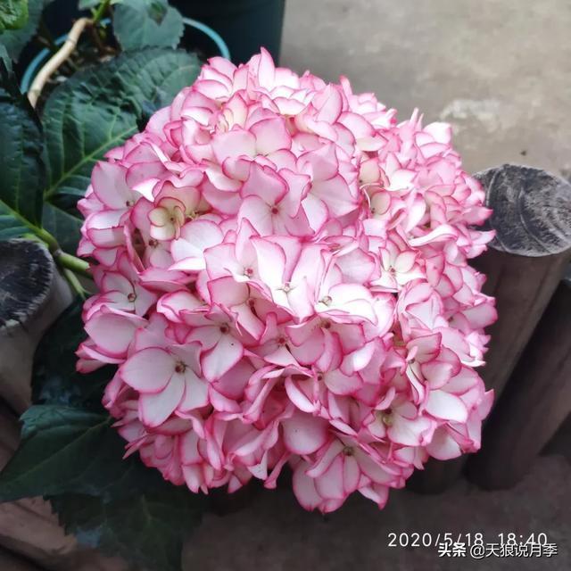 圆滚滚的绣球，瀑布般的花墙，这届花友也太会种花了吧