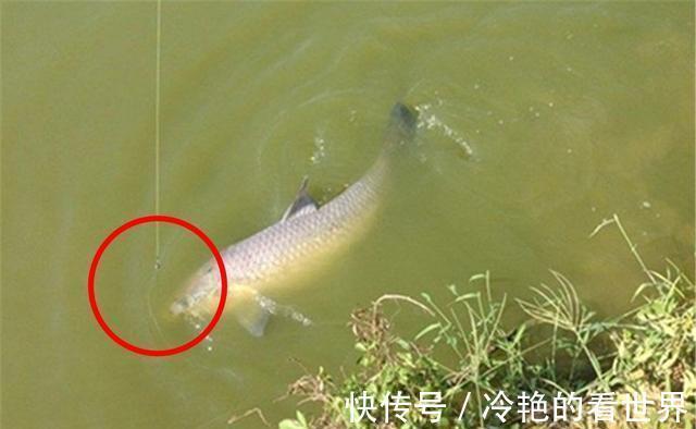 钓位|仲秋博大鱼,不能靠运气,做好这些准备工作,大鱼来了没个跑