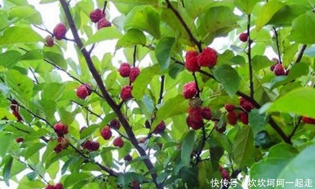 木头|农村这罕见的树木,它曾是皇帝的御用树,现如今想找到都困难!