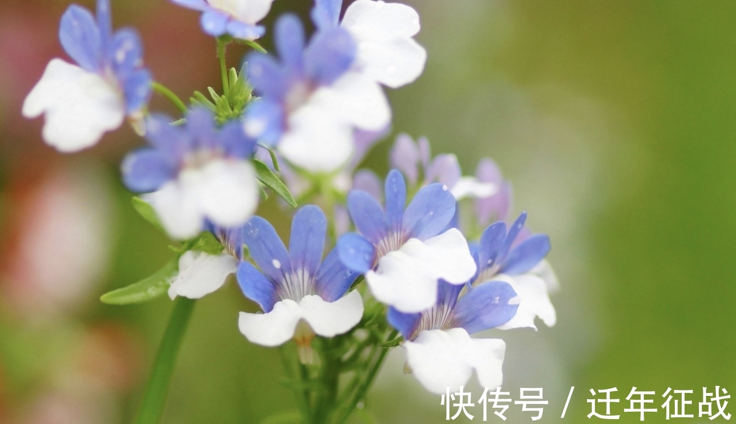 生肖狗|11月，火花碰撞，姻缘正好，3生肖觅得良人，红尘作伴，一世相依