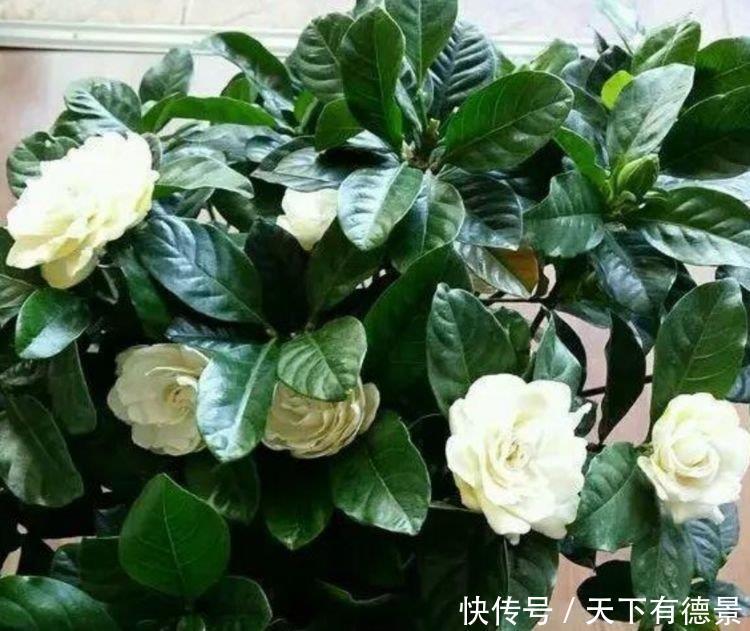 4种花养了就爆盆，清香扑鼻，给点阳光就灿烂，花开满盆！