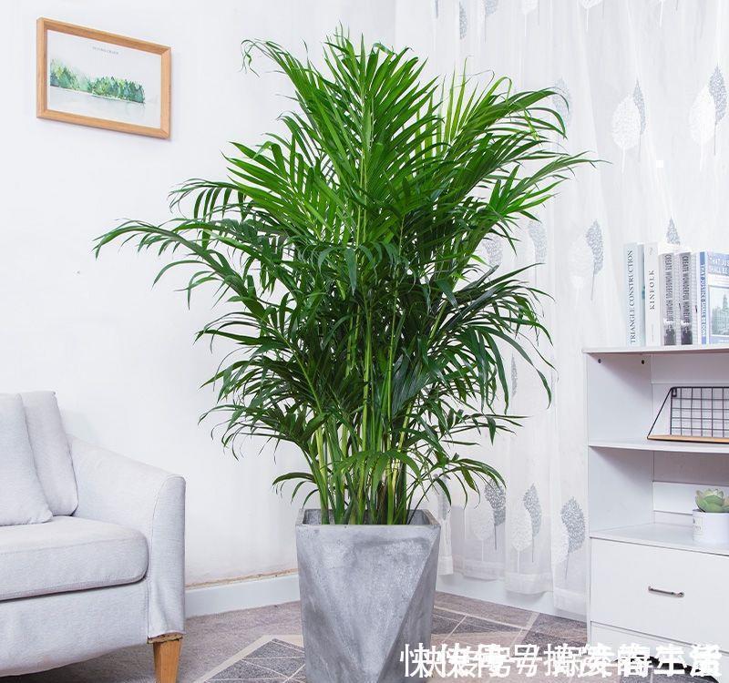 长寿花|客厅里养这6种植物，好养活、好打理、寿命很长、寓意还特别好