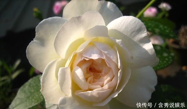 仙人|几种花养家里,比玫瑰更好看,楚楚动人,清香袭人