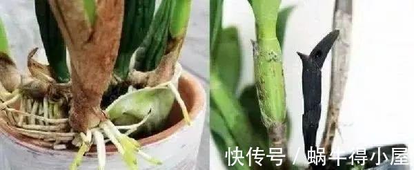 介质|家里的盆栽兰花叶子停止生长,很可能是根出了问题