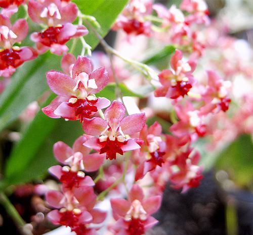 3种花太漂亮了，四季都开花，漂亮又芳香，可阳台盆栽，很受欢迎