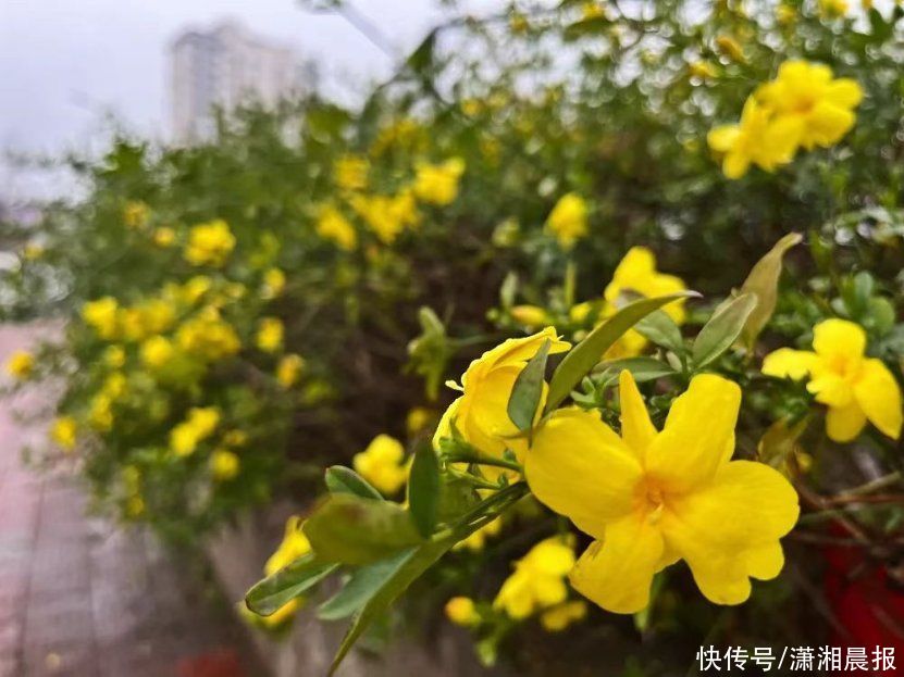 花花校园 | 春日游，湖南高铁职院里繁花闹枝头