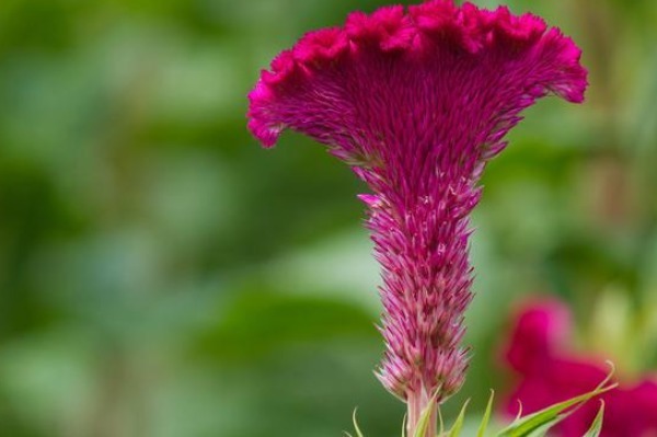 名字土里土气的，一旦开花就惊艳美翻天，你肯定见过其中一种
