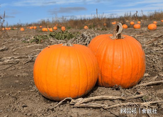 食物|让胃“温暖” 3样养胃食物要多吃
