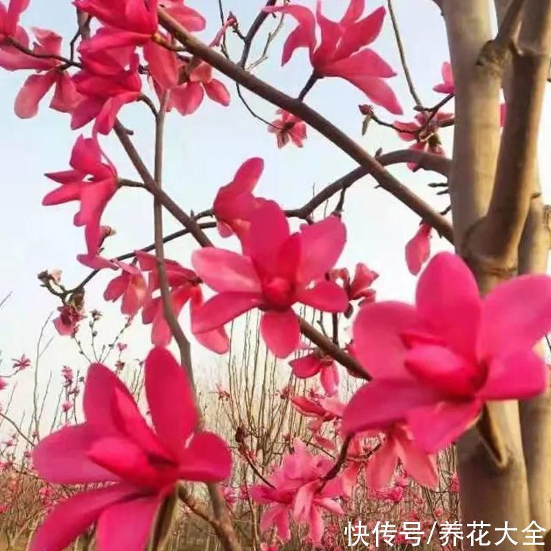 家门口种棵“吉祥花”,满树都开花,还有“镇宅”好兆头