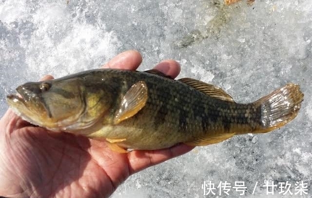 冬天|东北的老头鱼是一种什么鱼？生活在野泡子里，冬天冰封也冻不死