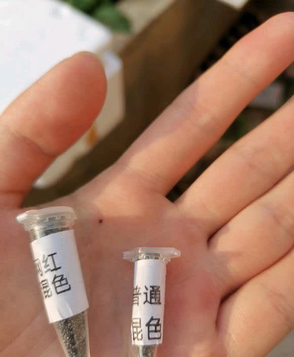 初春播种太阳花,花土选对了,罩上保鲜膜,种子萌发几率更高