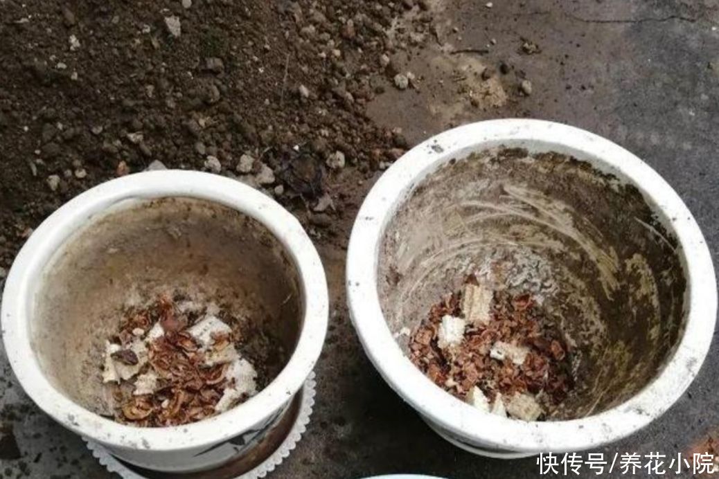 栽植|盆土不透气，花盆里加上4种“小东西”，通透性好，花卉不烂根