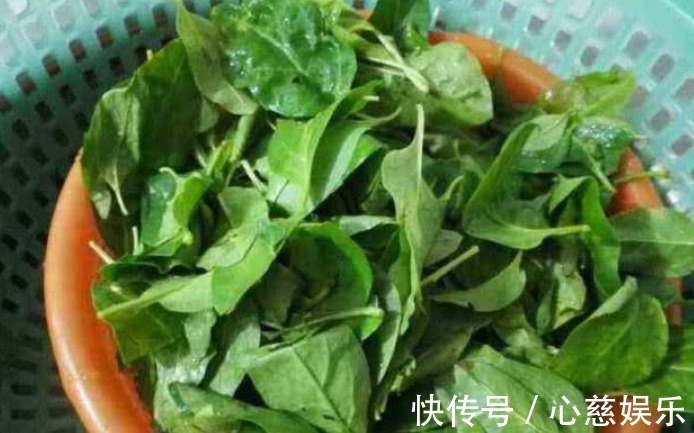 清脂减肥|女性想要身体好,常吃3种食物,补血益气,延缓衰老,滋补身体