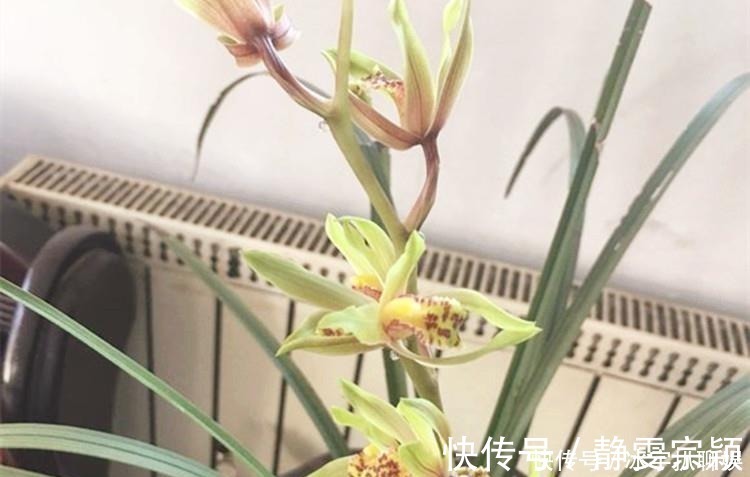 兰花爱喝这种“催花水”,什么淘米水、过期药都不如它,简单实用