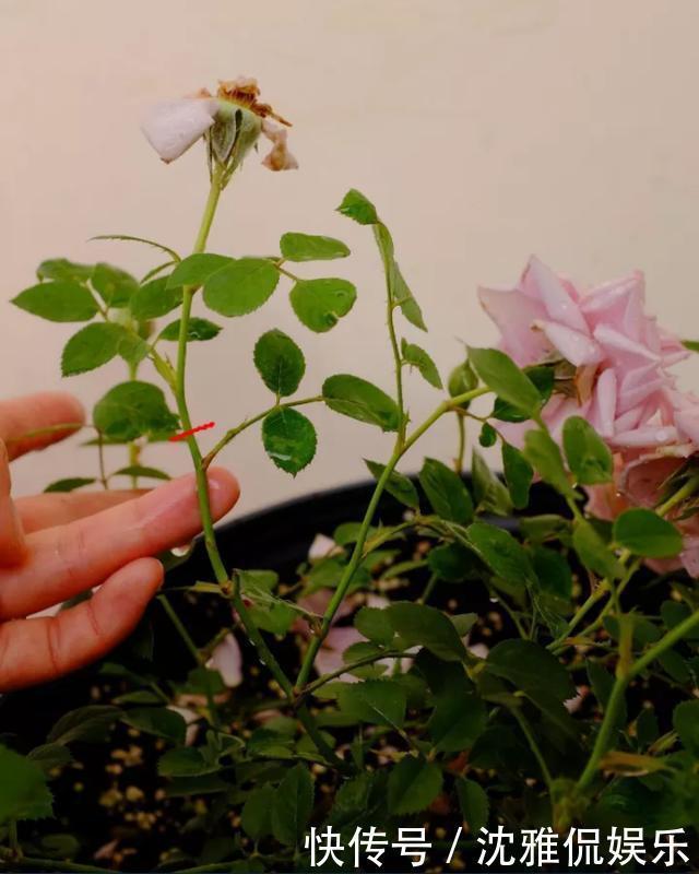 有机肥|月季花苞越来越小趁着天热“剪几刀”,再次开花又大又密