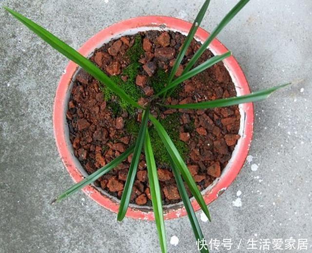 花盆|王大姐养花,在工地捡来3种东西,埋花盆里透气、不烂根