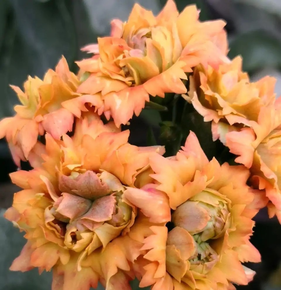 75个长寿花品种，一个比一个美，一起来认识一下吧！