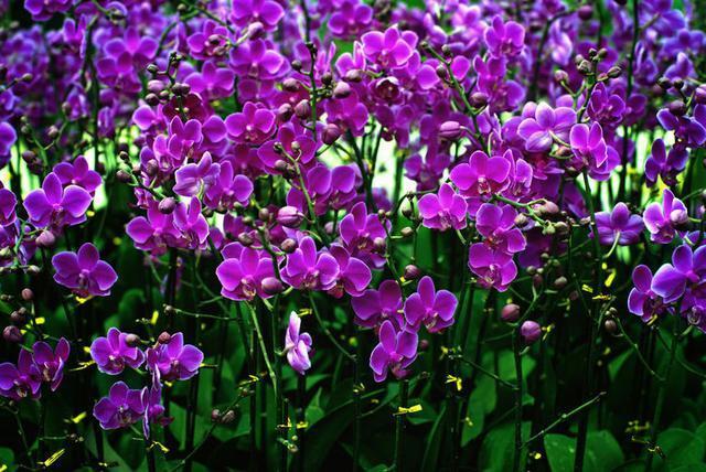 衰老|女性过了30岁，常喝3种食物泡水，祛斑养颜，延缓衰老，好处多多