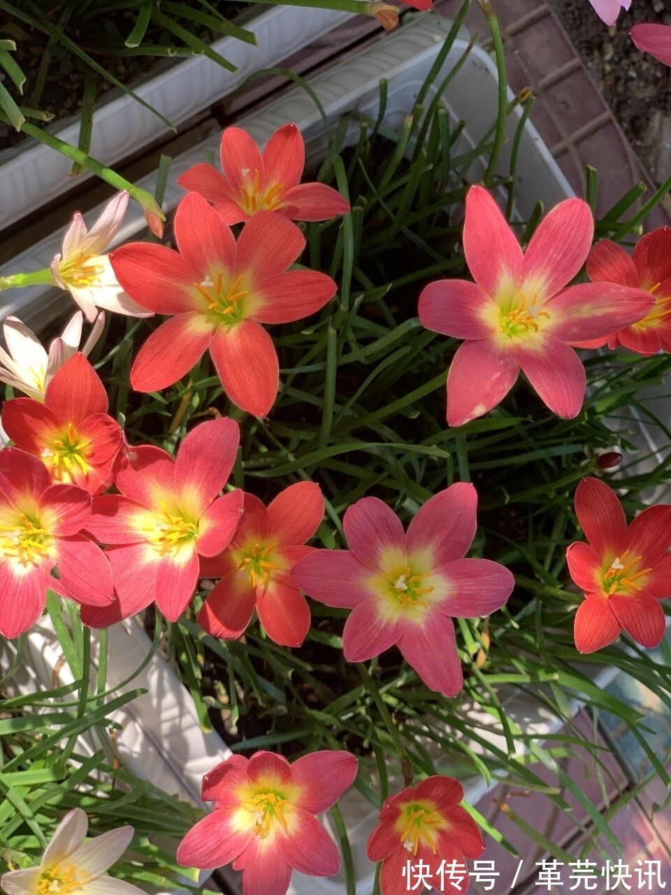 风雨兰|3种花,越热越开花,越晒越开花,花色丰富又鲜艳