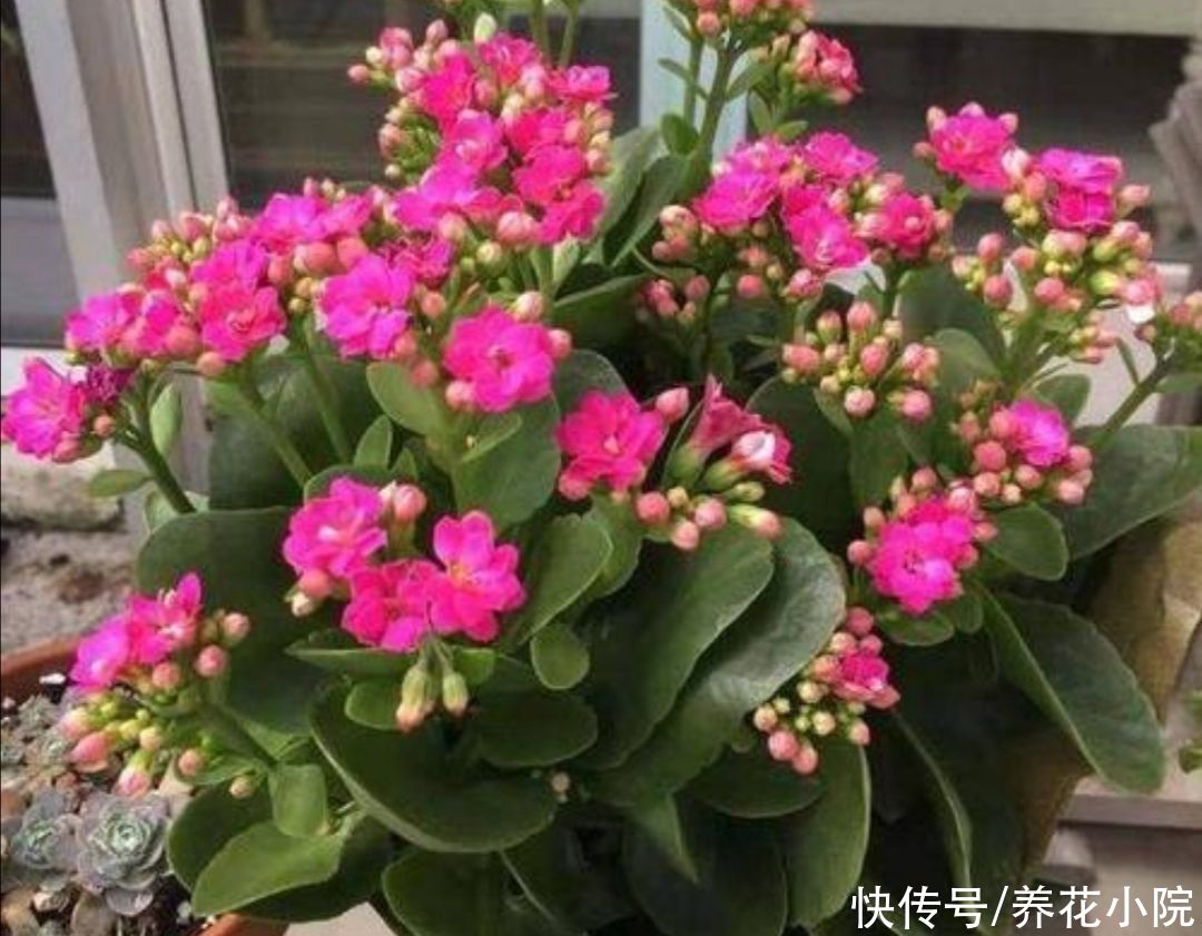 家里养这2种花，开完花后剪一剪，很快就能再开花