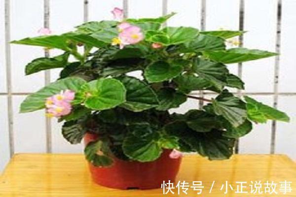 花瓣|丽格海棠与玻璃海棠的区别