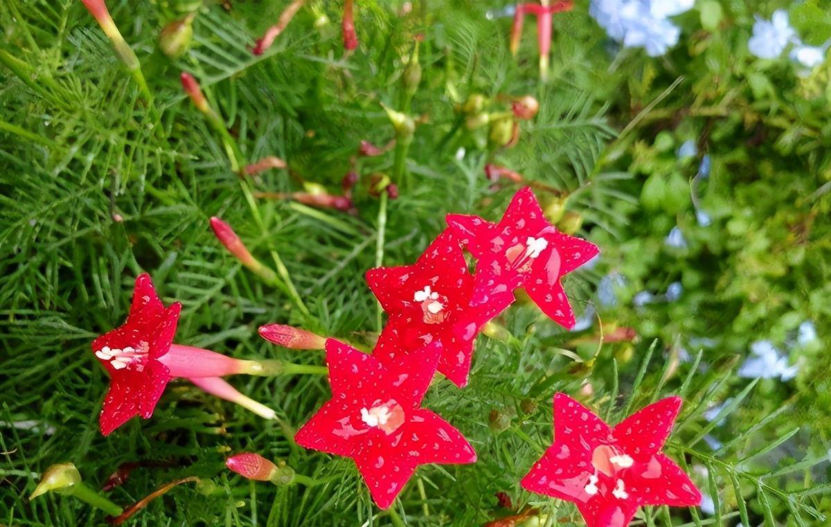 牵牛花|很容易养活繁殖的3种“漂亮花”,长得到处都是,开花也挺多的