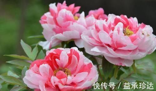 适应能力|4种花自带财运，好养易活不招虫，看了就让人沉醉，助睡眠又招财
