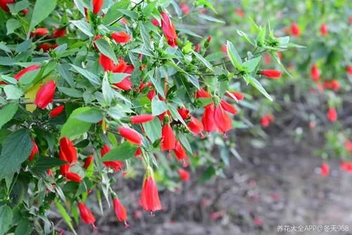 10种“稀罕花”，连名字都认不全，竟然拼命掏钱买