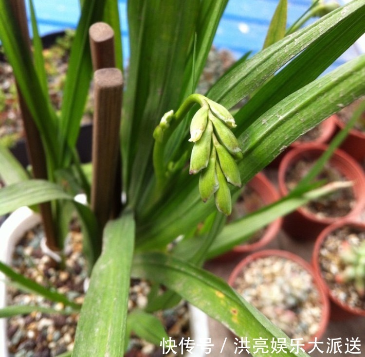 花朵|1种花“了不起”,秋天上盆,冬天花朵“爆盆”,比香水好闻10倍