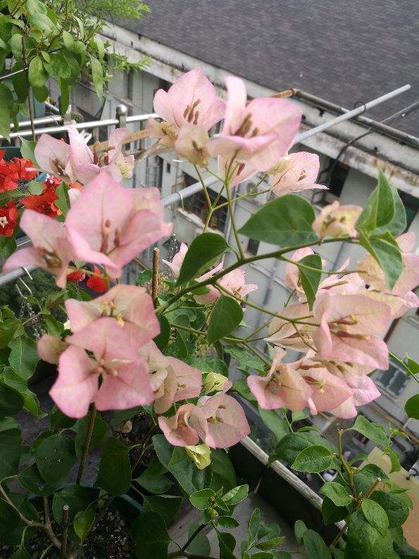 浇水|叶子发黄还脱落注意好这几点,叶子常年绿油油!