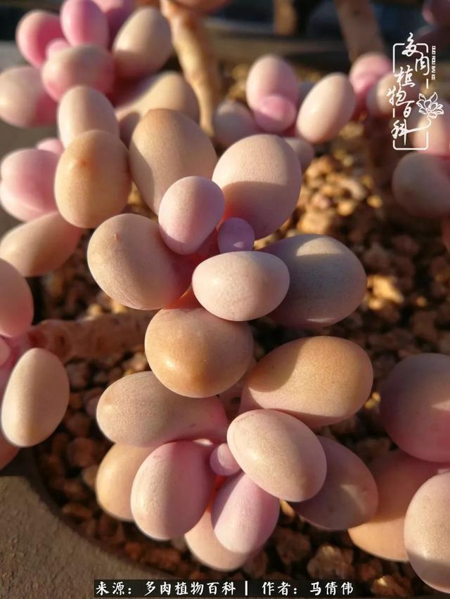 养多肉如同种下希望,因为美丽总在下一个季节!