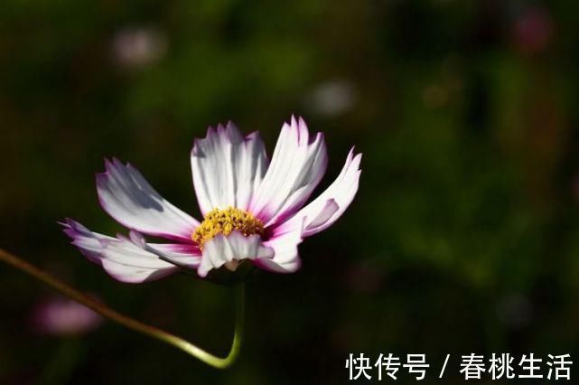 不老女神|注定“享福命”的三大生肖，生儿成龙生女成凤，日子越来越富有