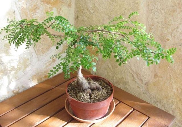 块根|比绿萝更易活,天生的盆景材料,块根植物大象树