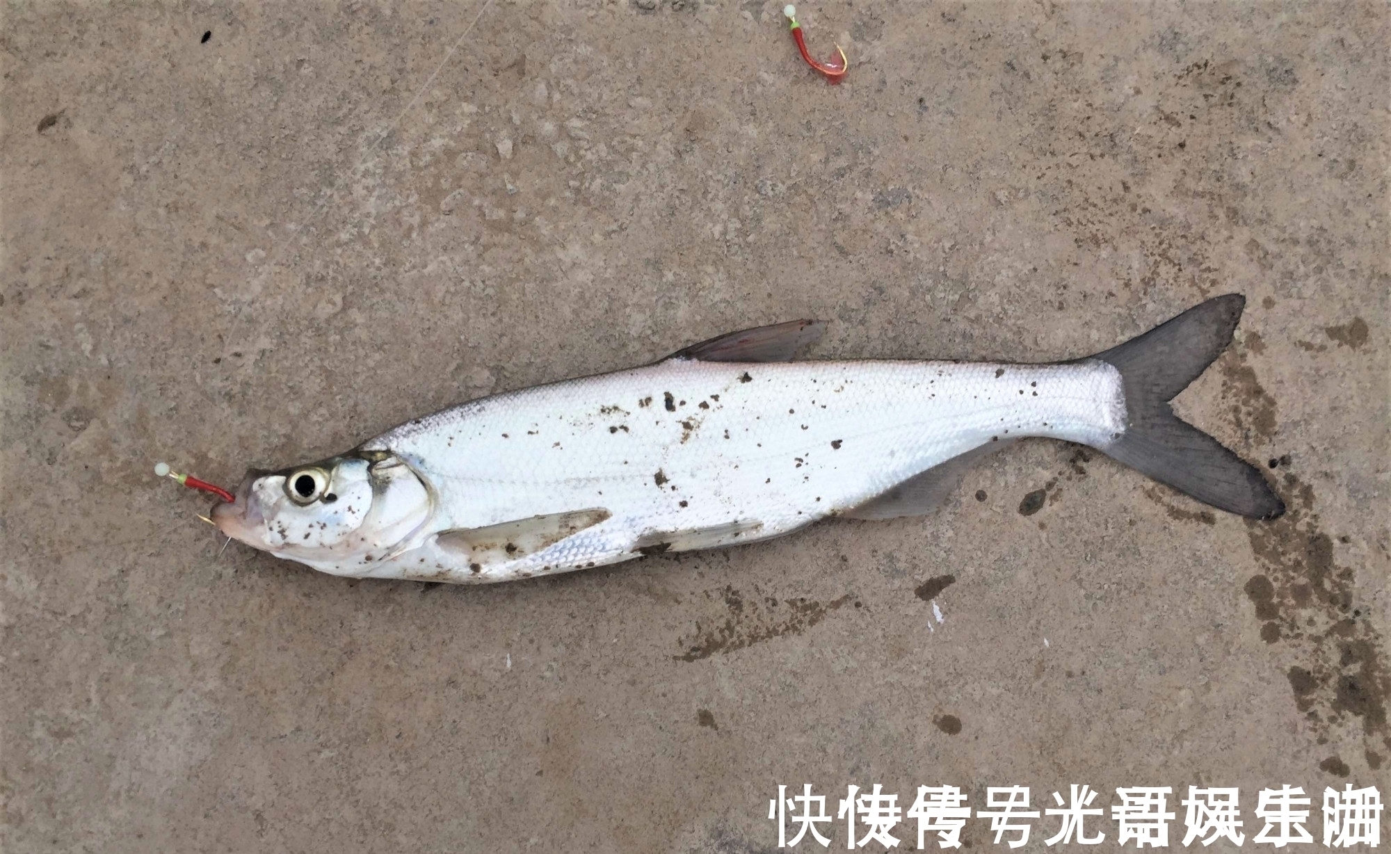 野钓|带钩调漂与不带钩调漂有何区别?哪种调钓更适合野钓?